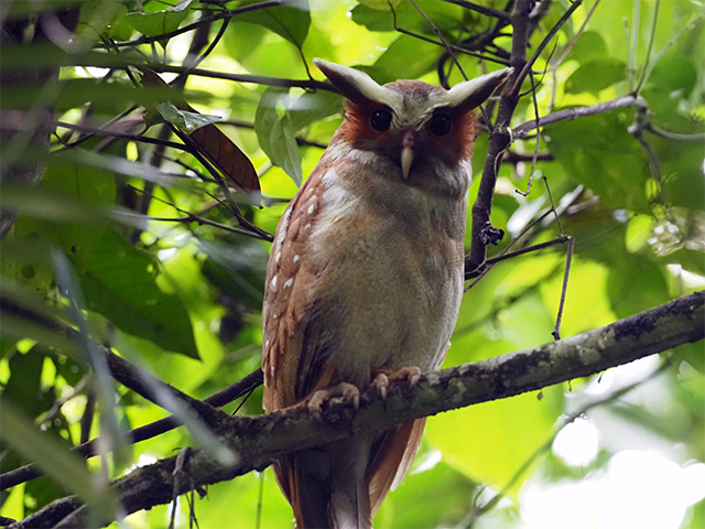 Crested Owl by Ventures Birding